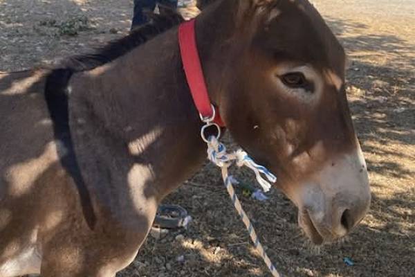 Datça’nın Simgesi Haline Gelen Eşekler Toplatılıyor