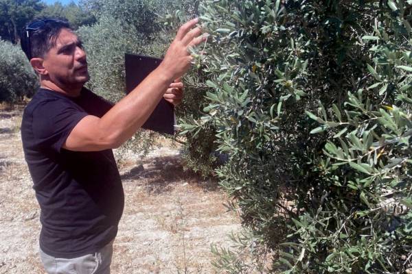 Fethiye Ve Seydikemer’de Zeytinciliği Geliştirme Projesi Devam Ediyor