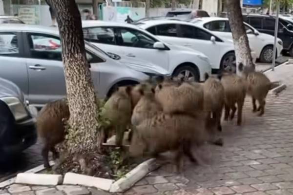 Yaban Domuzları Konusu Masaya Yatırıldı